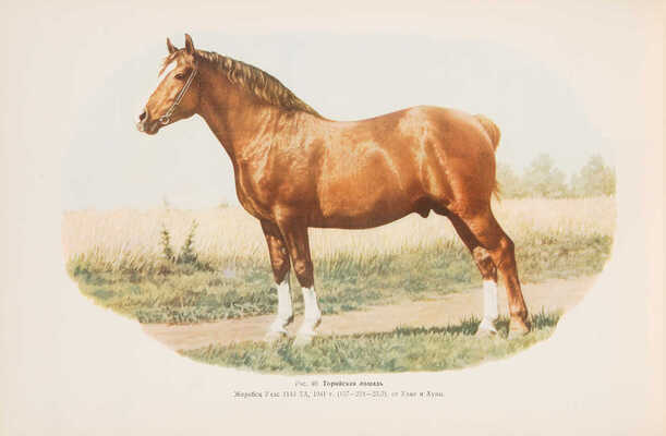 Афанасьев С.В. Альбом пород лошадей СССР. Худож. В.Н. Ляхов. М.; Л., 1953.